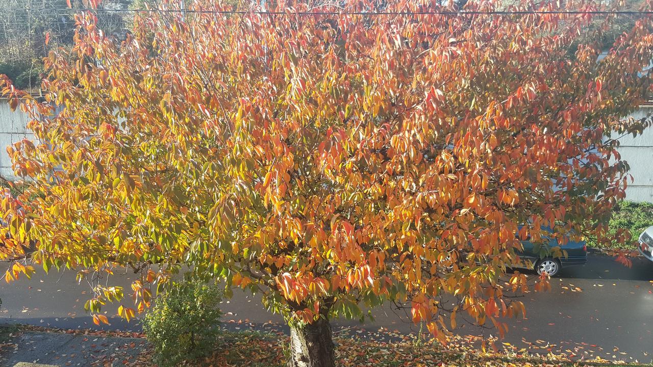 Apartmany Za Sakurou Hodonín Buitenkant foto